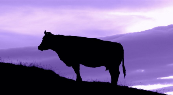 Purple Cow Focus: The Microsoft Lesson for Startups